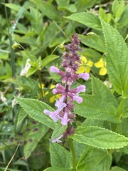 Stachys latidens