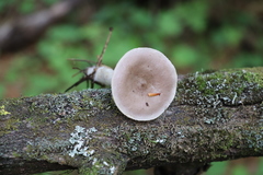 Lactarius uvidus