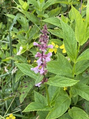 Stachys latidens