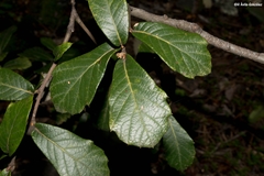 Quercus sideroxyla