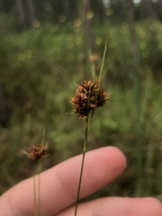 Rhynchospora fascicularis