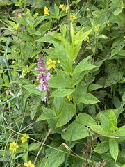 Stachys latidens