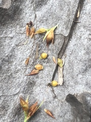 Rhynchospora fascicularis