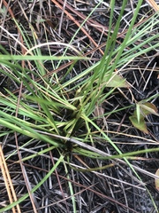 Rhynchospora fascicularis