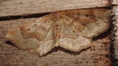 Metarranthis indeclinata