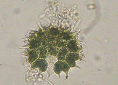 Hydrodictyaceae
