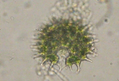 Hydrodictyaceae