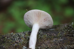 Lactarius uvidus