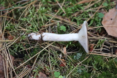 Lactarius uvidus