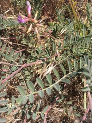 Astragalus hallii