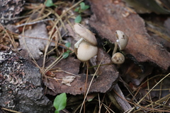 Psathyrella fatua