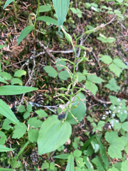 Neottia banksiana