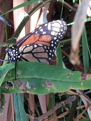 Danaus plexippus