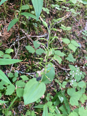 Neottia banksiana