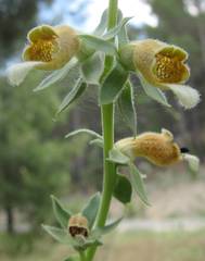 Digitalis cariensis