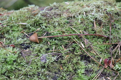Conocybe semiglobata