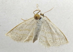 Scopula quadrilineata