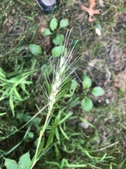 Elymus macgregorii
