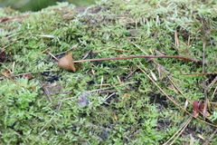 Conocybe semiglobata