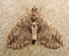 Hydriomena divisaria