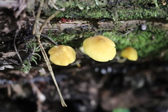 Pluteus chrysophaeus