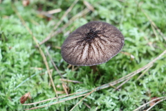 Pluteus umbrosus