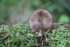 Pluteus umbrosus