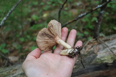 Lactarius uvidus