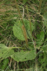 Plantago major