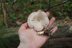 Lactarius uvidus