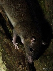 Uromys caudimaculatus