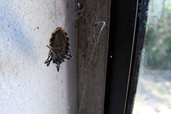 Triatoma gerstaeckeri
