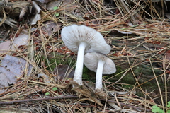 Pluteus rangifer