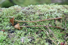 Conocybe semiglobata