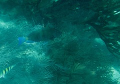 Acanthurus chirurgus