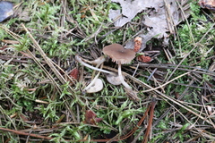 Pluteus podospileus