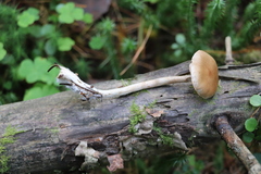 Cortinarius anomalus