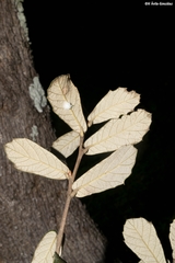 Quercus sideroxyla
