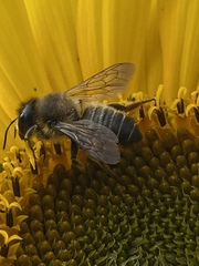 Megachile versicolor