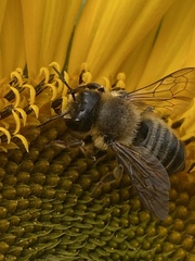 Megachile versicolor