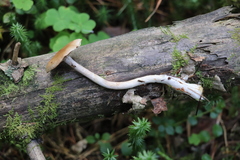 Cortinarius anomalus
