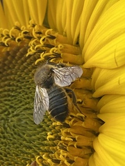 Megachile versicolor