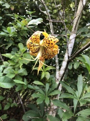 Lilium michauxii