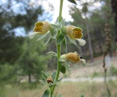 Digitalis cariensis