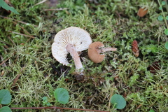 Cystoderma jasonis