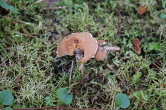 Cystoderma jasonis