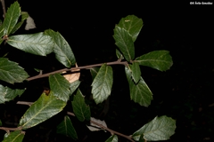 Quercus sideroxyla