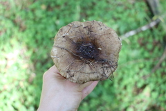 Russula adusta