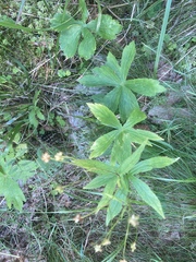 Ranunculus aconitifolius