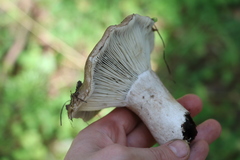 Russula adusta